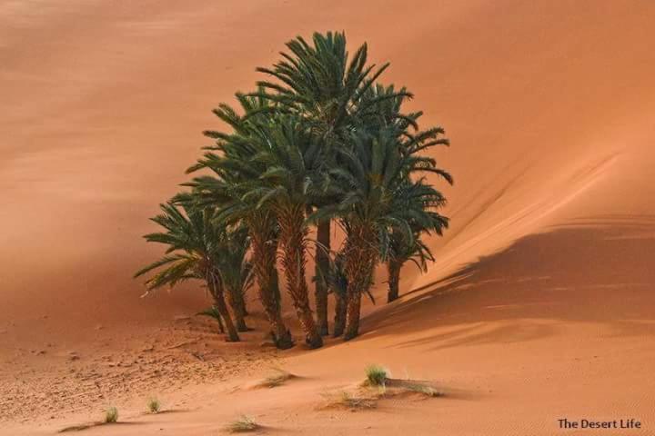 Hotel Bivouac Camel Trips Merzouga Esterno foto